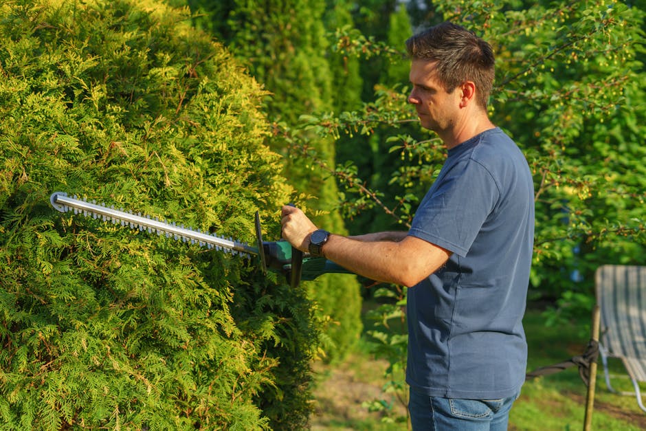 A man wearing a blue t-shirt and jeans is trimming dense, green evergreen hedges in a well-maintained garden during daytime. He is holding a long-handled hedge shear, carefully shaping the foliage, wh
