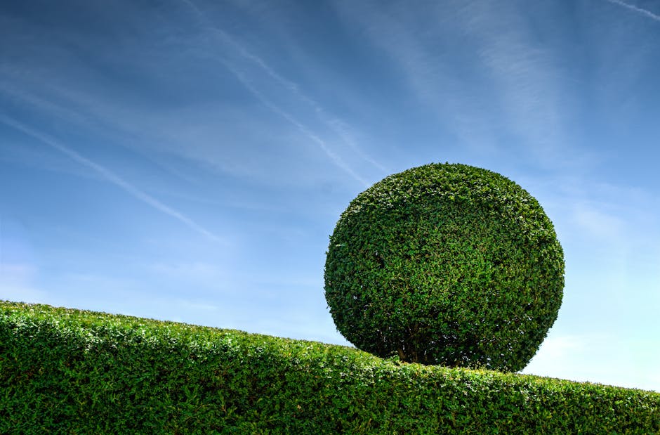 A man wearing a blue t-shirt and jeans is trimming dense, green evergreen hedges in a well-maintained garden during daytime. He is holding a long-handled hedge shear, carefully shaping the foliage, wh