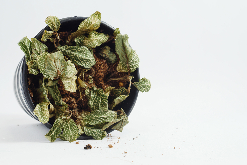 landscape design garden